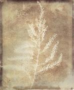 Willim Henry Fox Talbot Photogenetic Drawing oil painting artist